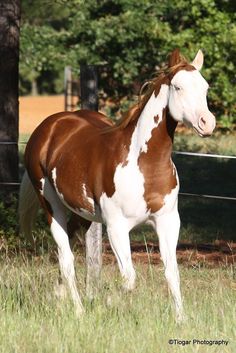 a brown and white horse standing in the grass