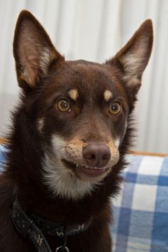 a brown and white dog sitting on top of a blue checkered couch next to a wall