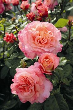 three pink roses are blooming in the garden