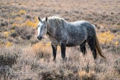 a gray horse standing on top of a dry grass covered field with yellow flowers in the background