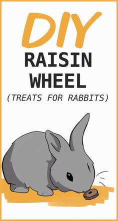 a rabbit eating food with the words diy raisin wheel treats for rabbits