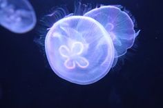 some jellyfish are swimming in the water and it looks like they're looking at something