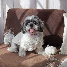 a gray and white dog sitting on top of a couch next to a ball of yarn