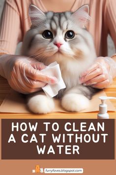 a cat sitting on top of a table next to a person wearing gloves and rubber gloves