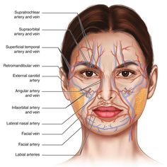 Facial Muscles Anatomy, Face Muscles, Muscles Anatomy, Hospital Clinic