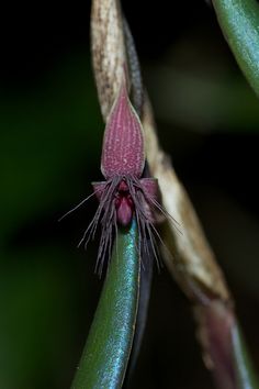 a close up of a flower on a plant