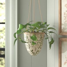 a potted plant hanging from the side of a wall