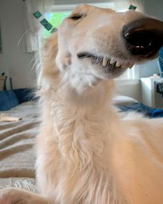 a close up of a dog laying on a bed with its mouth open and teeth missing