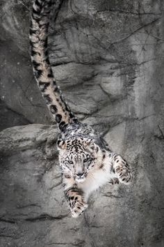 a snow leopard laying on top of a rock