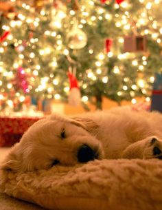 a golden retriever sleeping in front of a christmas tree