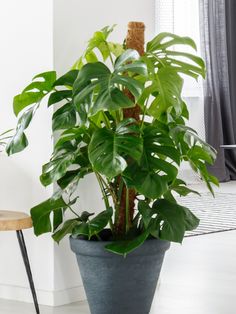 a large potted plant sitting on top of a wooden table next to a window