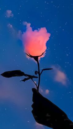 a person's hand holding a flower with the sky in the background