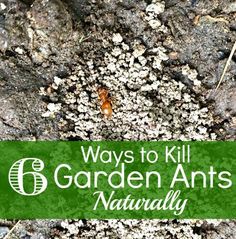 the words 8 ways to kill garden ants naturally