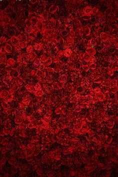 a large amount of red roses on a wall