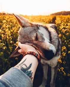 a person holding the hand of a dog in front of a field full of yellow flowers