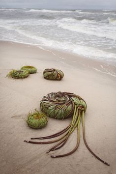 there are some green plants on the sand at the beach and one is upside down