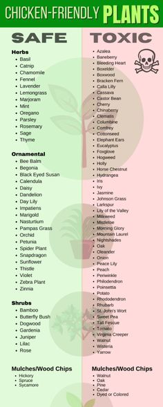 the menu for chicken - friendly plants is shown in green, pink and yellow colors