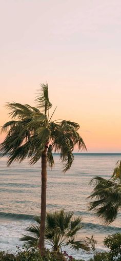 palm trees on the beach at sunset