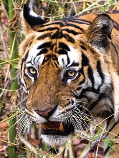 a close up of a tiger in the brush