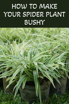 some plants that are in pots with the words how to make your spider plant bushy