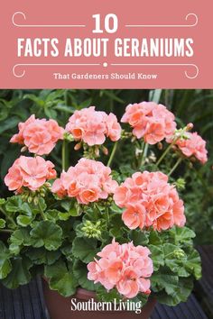 pink geranias in a pot with text overlay that reads 10 fact about geraniums that gardener should know