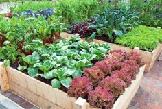 a garden filled with lots of different types of vegetables and plants in wooden boxes next to each other