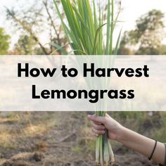 a person holding up a plant with the words how to harvest lemongrass