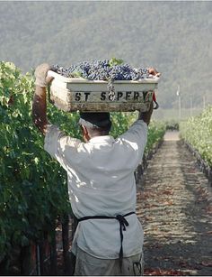 a man carrying a basket full of grapes on top of his head in the middle of a vineyard