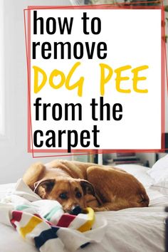 a brown dog laying on top of a bed next to a white sign that says how to remove dog pee from the carpet