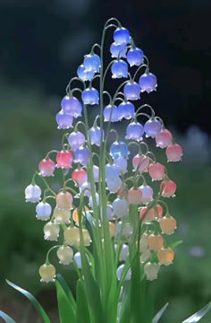 a bunch of flowers that are sitting in the grass