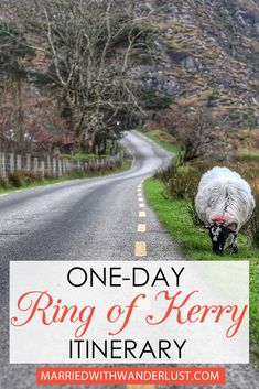 one day ring of kerry itinerary with sheep grazing on the side of the road