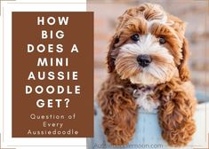 a brown and white dog sitting in a bucket with the words how big does a mini aussie doodle get?