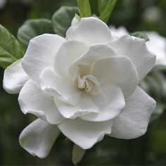 a white flower with green leaves in the background