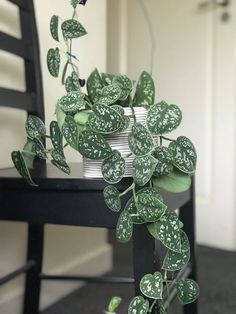 a potted plant sitting on top of a black chair