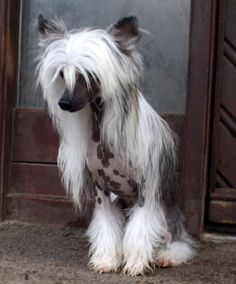 a shaggy dog sitting in front of a door