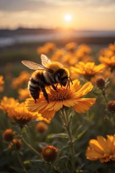 a bee sitting on top of a yellow flower in front of the sun shining down