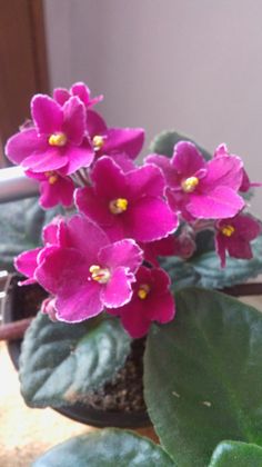 some pink flowers are in a pot on the table