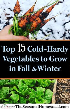 top 15 cold - hard vegetables to grow in fall and winter