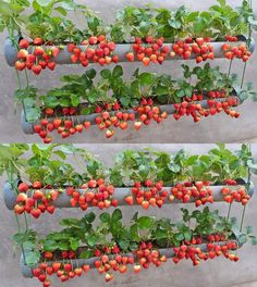 four rows of strawberries growing in an outdoor planter