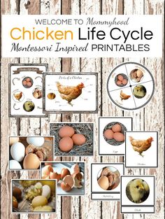 chicken life cycle printables with pictures of eggs, chickens and chicks in them