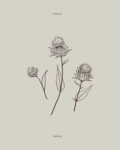 three flowers are shown in black and white on a light gray background with the words, thistle