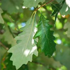 two leaves are hanging from a tree branch