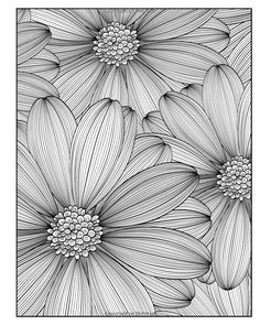 black and white drawing of daisies with one flower in the center, on a white background