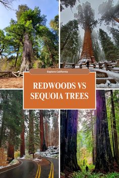 redwoods and sequa trees in the woods with text overlay that reads redwoods vs sequa trees