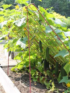 several cucumbers growing in a garden with green leaves on the vine and other plants