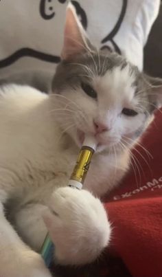 a cat laying on top of a couch with a bottle in it's mouth