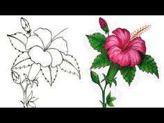 two different types of flowers with green leaves and pink flowers in the middle one is drawn