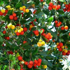 the fruit is growing on the tree and ready to be picked from it's branches