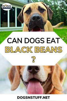 a dog with its tongue out and the words can dogs eat black beans?