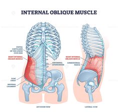 an image of the external oblong muscle